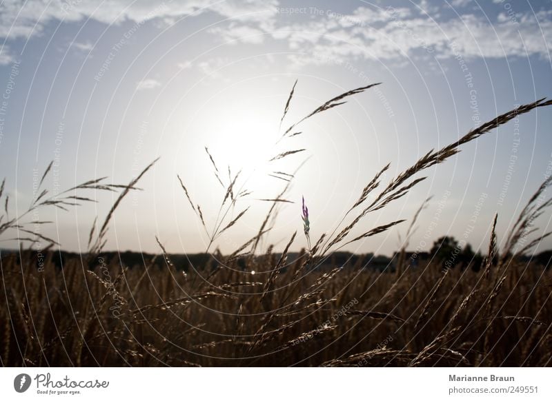 Die Sonne geht runter Natur Landschaft Pflanze Luft Himmel Wolken Horizont Sommer Gras Feld beobachten authentisch Wärme blau schwarz weiß Stimmung