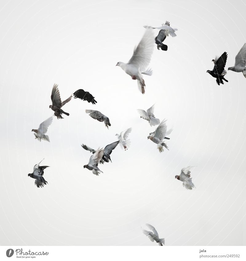 fly Feste & Feiern Himmel Tier Vogel Taube Schwarm fliegen ästhetisch Farbfoto Außenaufnahme Menschenleer Hintergrund neutral Tag Tierporträt
