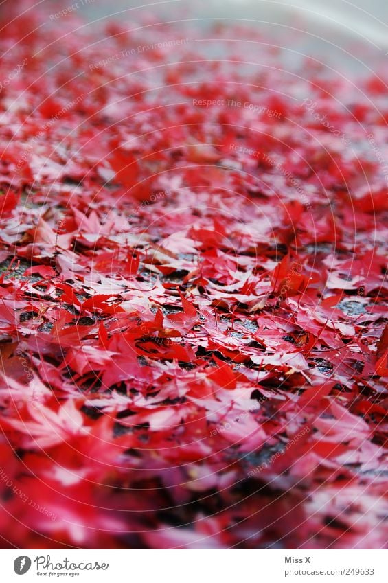 Rot Herbst Blatt Straße rot herbstlich Herbstlaub Ahornblatt Bürgersteig Rutschgefahr Farbfoto mehrfarbig Außenaufnahme Nahaufnahme Muster Menschenleer