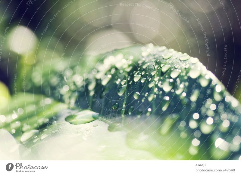 droppin' drops Natur Wasser Wassertropfen Regen Pflanze Blatt frisch grün Tropfen Unschärfe Farbfoto Außenaufnahme Nahaufnahme Detailaufnahme Makroaufnahme