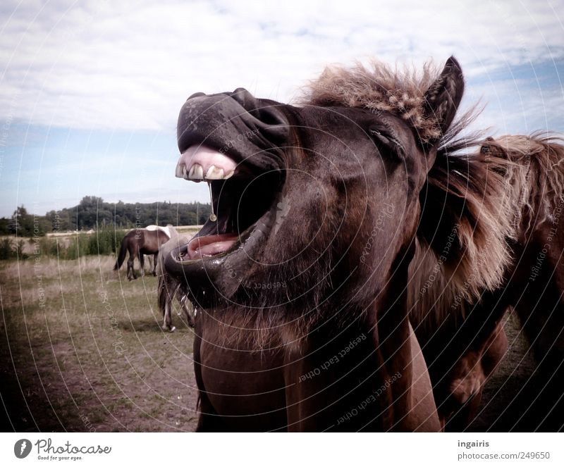 Tierisch gut Nutztier Pferd Tiergesicht 1 Herde lachen außergewöhnlich frech Glück positiv verrückt wild Optimismus Lebensfreude Natur Freude Islandpferd