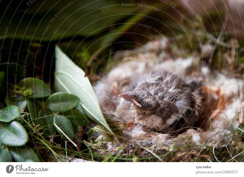 Piep-Nest Tier Vogel Buchfink 1 Tierjunges schlafen niedlich weich Kraft Sicherheit Schutz Geborgenheit Warmherzigkeit Tierliebe Hilfsbereitschaft geduldig