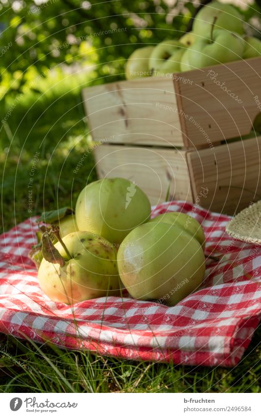 Streuobstwiese, Apfelernte Lebensmittel Frucht Bioprodukte Natur Sommer Pflanze Baum Gras Garten frisch Ernte Sammlung Kiste Decke Wiese viele Apfelsaft