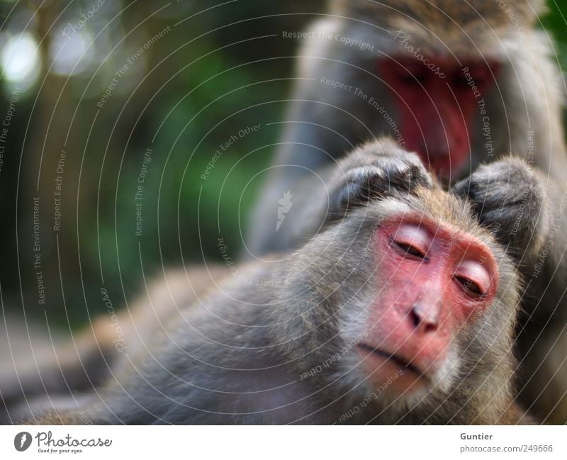 Haaaarrrrrr,... Wildtier 2 Tier Tierpaar grau grün rosa schwarz silber Affen Vertrauen Zufriedenheit Kraulen Zuneigung Säugetier Körperpflege Konzentration Auge