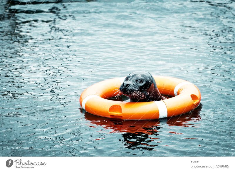 Darth Vader Umwelt Tier Wasser Meer Wildtier Tiergesicht 1 Schwimmen & Baden lustig Neugier niedlich wild blau Rettung Seehund Robben Rettungsring
