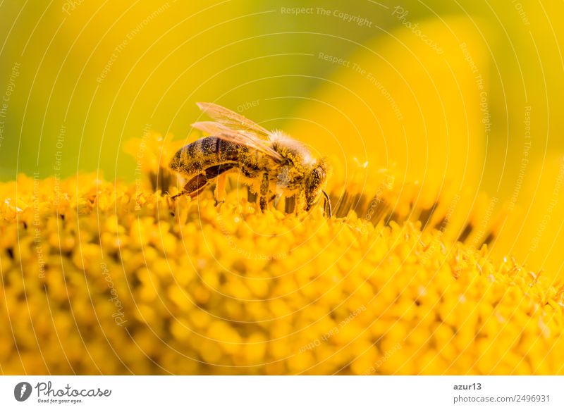 Makro Honig Biene sammelt gelbe Pollen auf Sonnenblume in Natur Körper Sommer Sonnenbad Arbeit & Erwerbstätigkeit Umwelt Pflanze Tier Sonnenlicht Frühling