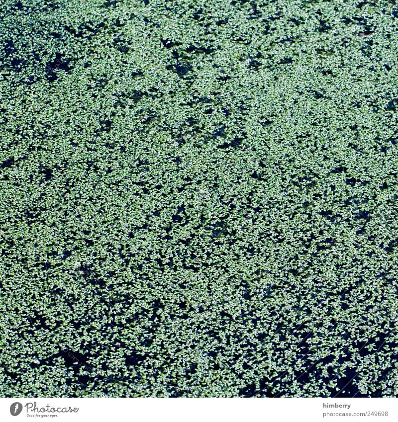 reinfallsträchtig Umwelt Natur Landschaft Pflanze Wasser Frühling Sommer Grünpflanze Wildpflanze Garten Park Seeufer Teich Design Gartenbau Wasserpflanze Algen