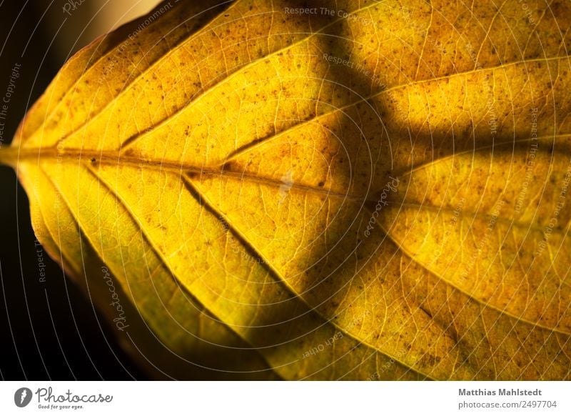 Herbstblatt Umwelt Natur Pflanze Blatt natürlich gelb gold rein Wandel & Veränderung Farbfoto Gedeckte Farben Außenaufnahme Makroaufnahme Muster
