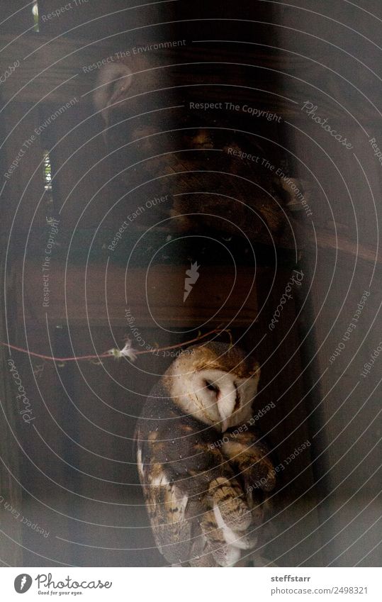 Schleiereule Tyto alba im Schatten einer Scheune Tier Wildtier Vogel 1 braun weiß Waldohreule Greifvogel Raptor Nachteule weißes Gesicht nachtaktiv Farbfoto
