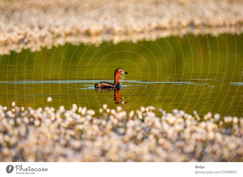 Kleiner Taucher schwingt in einem See schön Leben Schwester Natur Tier Blume Blatt Teich Vogel klein wild blau braun grün rot schwarz weiß Farbe Wasser Tierwelt