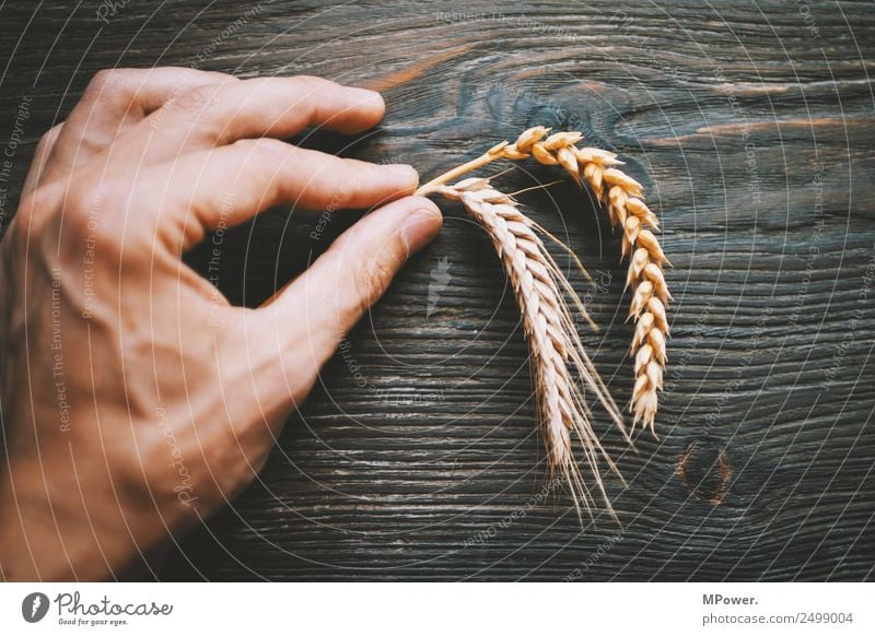 handvoll getreide Pflanze Hand Finger festhalten orange Rohstoffe & Kraftstoffe Getreide Roggen Weizen Ähren Landwirt Landwirtschaft Ernte Grundstoff