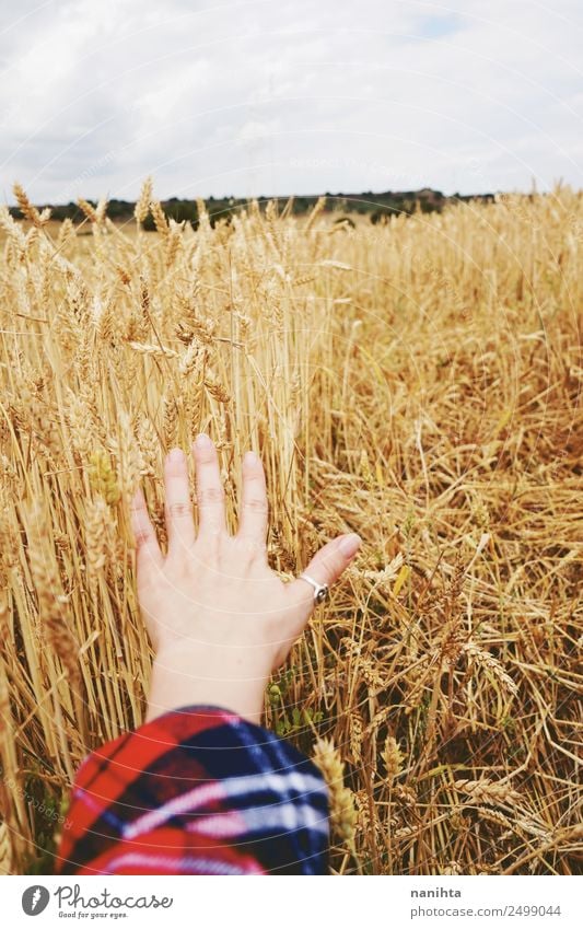 Weizen von Hand berühren Getreide Weizenfeld Bioprodukte Vegetarische Ernährung Arbeit & Erwerbstätigkeit Beruf Landwirtschaft Forstwirtschaft 1 Mensch Umwelt