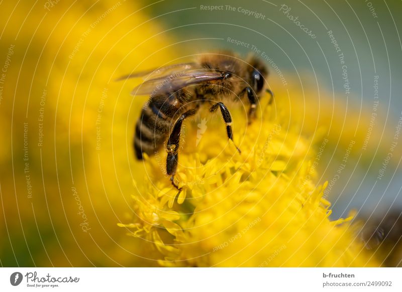 Honigbiene sammelt gelbe Pollen auf Blumen Pflanze Blüte Garten Wiese Biene berühren festhalten fliegen Fressen ansammeln bestäuben Nektar Farbfoto