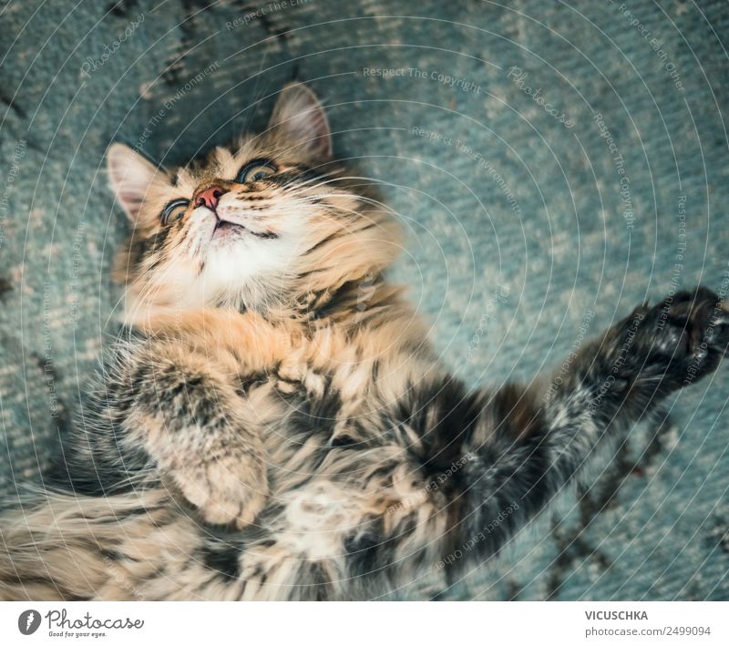 Flauschige Katze liegt gemütlich auf dem Rücken, Ansicht von oben fluffig Lügen Top bezaubernd Tier Tiere Hintergrund schön Decke blau Katzen Kind Komfort