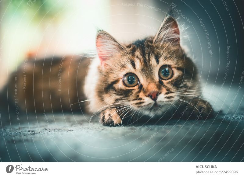 Katze schaut spielerisch in die Kamera Freude Häusliches Leben Tier Haustier 1 Gefühle Design Sibirische Katze Spielen aufgereiht Jagd lustig Farbfoto