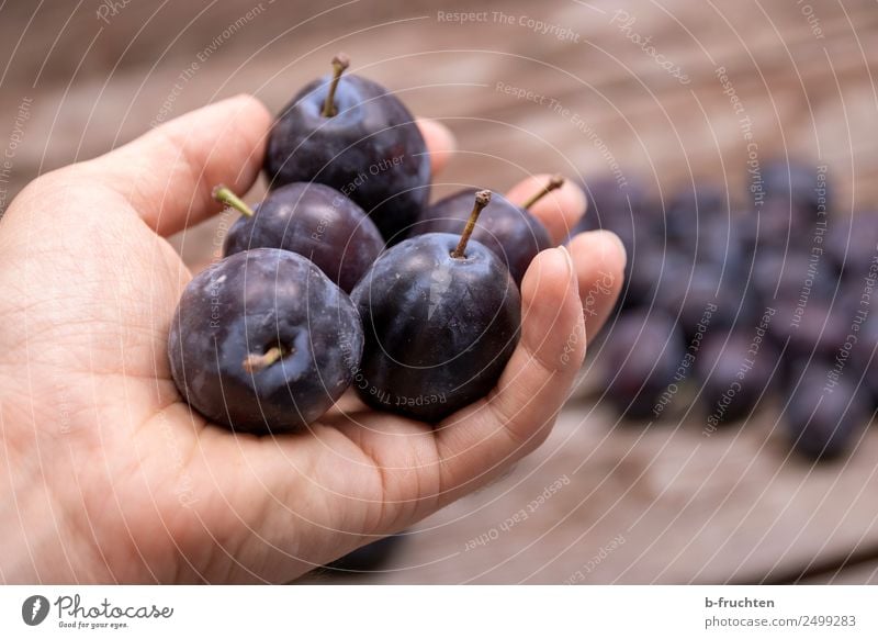 Frische Zwetschgen in der Hand Lebensmittel Frucht Bioprodukte Gesundheit Mann Erwachsene Finger Sommer Kasten Holz festhalten verkaufen frisch Pflaume