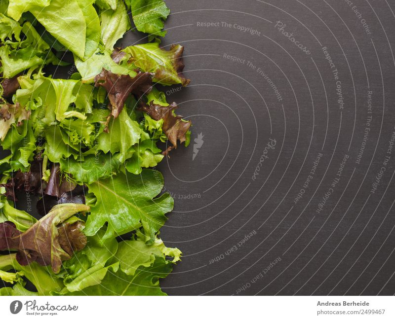 Frischer Salat, Salatblätter, gemischt, Tafel mit Textraum Lebensmittel Salatbeilage Bioprodukte Vegetarische Ernährung Diät Lifestyle Restaurant Fitness