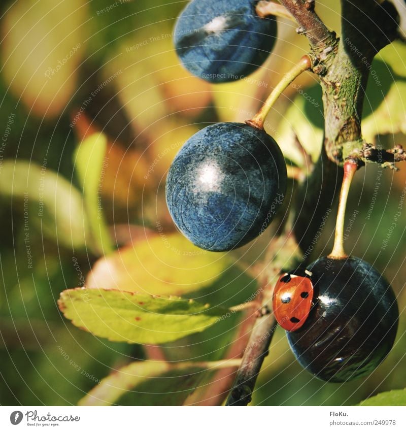 lecker, Schlehen Frucht Bioprodukte Umwelt Natur Pflanze Tier Schönes Wetter Sträucher Wildpflanze Käfer 1 rund saftig blau grün rot Idylle Marienkäfer Beeren