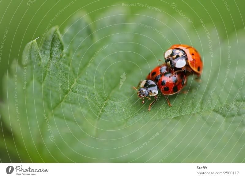 Eine Sommerliebe Marienkäfer Glücksbringer Käfer Insekten Zwei Tiere Tierpaar zwei Käfer Fortpflanzung in der Tierwelt Idylle idyllisch privat Glückskäfer