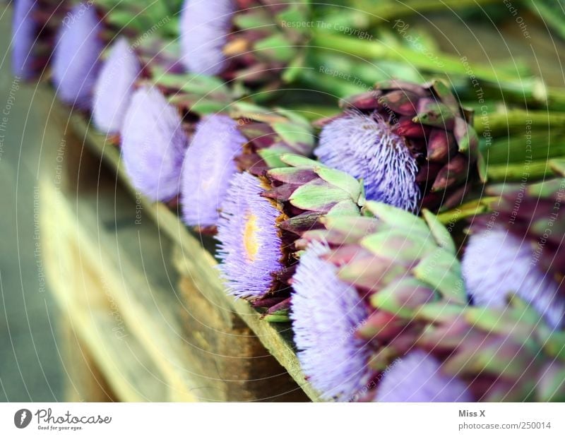 Distel Gemüse Pflanze Blume Blatt Blüte stachelig violett Distelblüte Artischocke Blumenhändler Blumenladen Paletten Farbfoto mehrfarbig Außenaufnahme