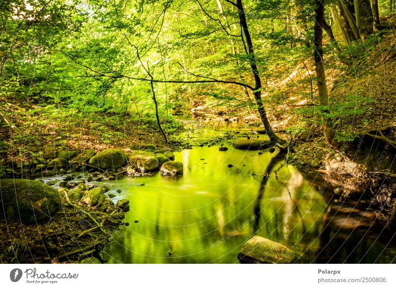 Grüner Wald im Sommer, der die Farben in einem Rivalen reflektiert. schön Ferien & Urlaub & Reisen Sonne Berge u. Gebirge Umwelt Natur Landschaft Pflanze Baum