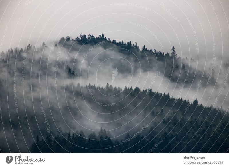 Nebelschwaden zieren einen Fichtenwald Ferien & Urlaub & Reisen Tourismus Ausflug Abenteuer Ferne Freiheit Expedition Berge u. Gebirge wandern Umwelt Natur