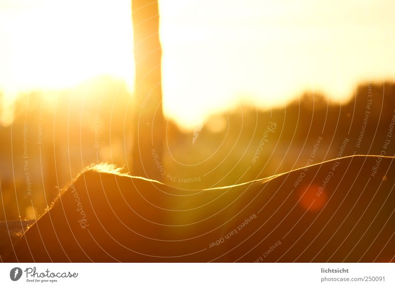 Das Glück der Erde... Natur Landschaft Sonnenaufgang Sonnenuntergang Wetter Schönes Wetter Baum Wiese Tier Haustier Pferd 1 Reiten Reitsport Weide Rücken Fell