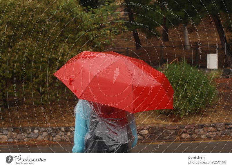 Frau schützt sich mit rotem Regenschirm vor regen. Touristin. Mensch maskulin Rücken 1 Bekleidung Schutzbekleidung frieren Regenjacke Wege & Pfade Natur Baum