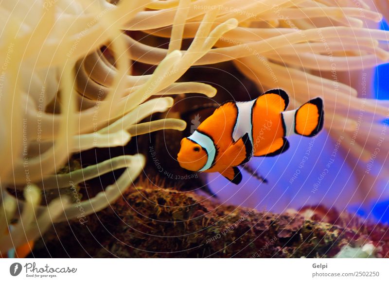Tropische Rifffische Leben Ferien & Urlaub & Reisen Meer tauchen Natur Tier Aquarium natürlich wild blau rot weiß Farbe Fisch tropisch Kuhschelle Clown reffen