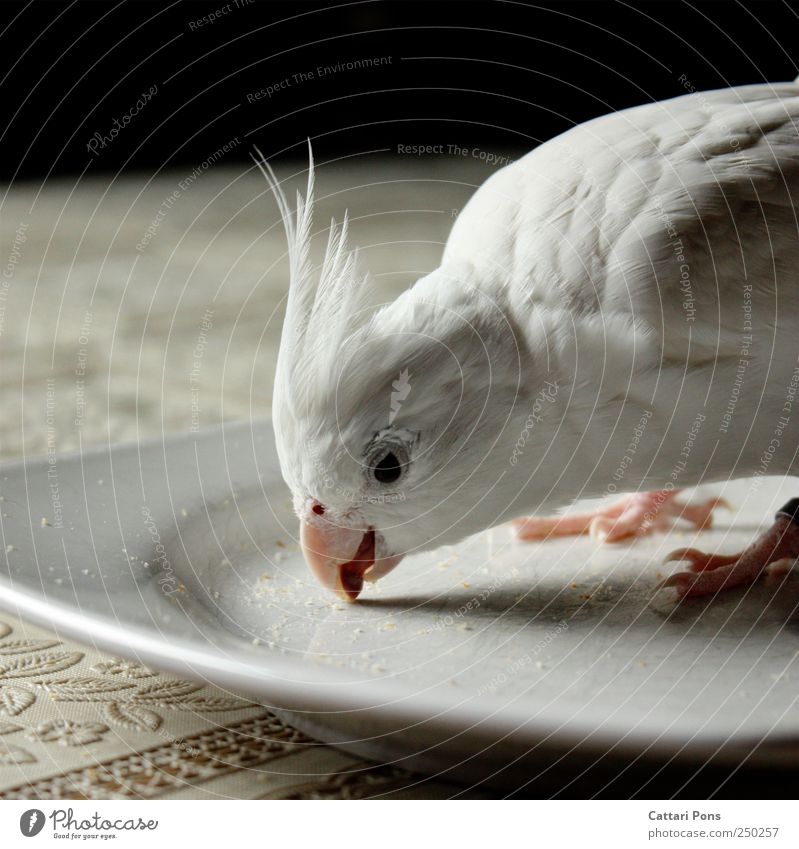 Alles aufessen! Tier Haustier Vogel 1 wählen berühren genießen nah natürlich schön Teller Tellerrand Krümel Zunge Schnabel Feder Krallen Muster weiß hell