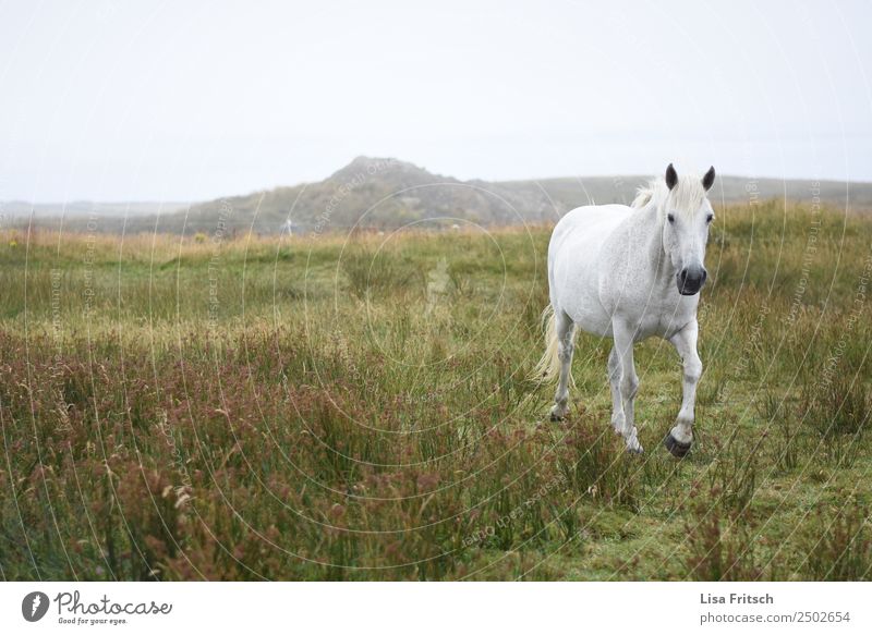 Weißes Pferd laufend im Gras, Irland. Umwelt Natur Landschaft Wiese Hügel Republik Irland 1 Tier Bewegung frei natürlich anstrengen Freiheit Freizeit & Hobby