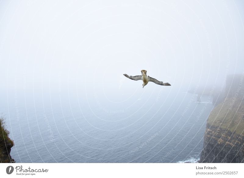 Sturzflug - Nebel, Cliffs of Moher - Irland Ferien & Urlaub & Reisen Umwelt Natur Landschaft Felsen Meer Republik Irland Vogel Flügel 1 Tier fliegen Beginn