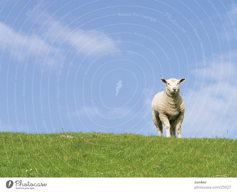 Einsam Schaf Deich grün Tier Wolken Verkehr Himmel blau Natur