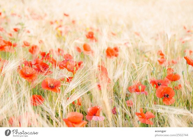 Mohn im Weizenfeld unter der Morgensonne schön Sommer Umwelt Landschaft Pflanze Blume Blüte Wiese frisch hell natürlich rot Farbe Ackerbau Überstrahlung Müsli
