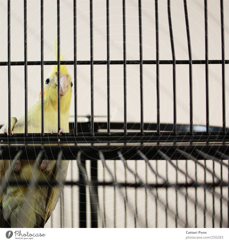 Was hast Du vor? Tier Haustier Vogel Papageienvogel 1 beobachten hocken Käfig Gitter gefangen hinten oben hell klein natürlich sitzen Schnabel Auge gelb