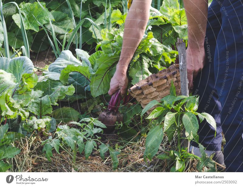 Die Hände des Bauern pflücken rote Rüben im Obstgarten. Gemüse Ernährung Vegetarische Ernährung Diät Landwirtschaft Forstwirtschaft Industrie Mann Erwachsene