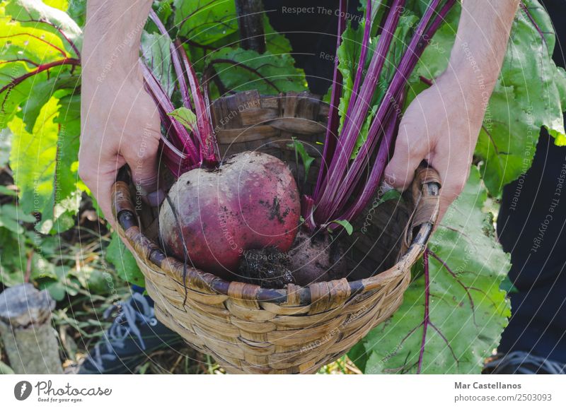 Die Hände des Bauern pflücken rote Rüben im Obstgarten. Gemüse Ernährung Vegetarische Ernährung Diät Sommer Küche Landwirtschaft Forstwirtschaft Gastronomie
