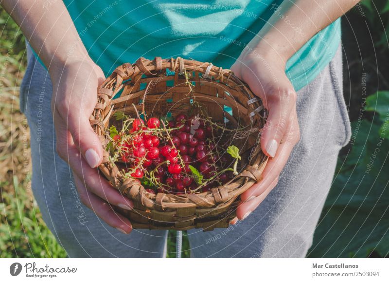 Frauenhände pflücken rote Johannisbeeren in einem Korb. Frucht Dessert Saft Wellness Arbeit & Erwerbstätigkeit Gartenarbeit Landwirtschaft Forstwirtschaft