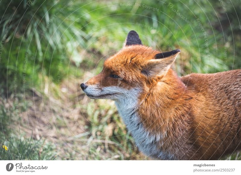 Europäischer Rotfuchs Erholung Erwachsene Natur Landschaft Tier Gras wild Hintergrund Briten Fleischfresser England Fauna Fuchs niedriger Winkel Säugetier