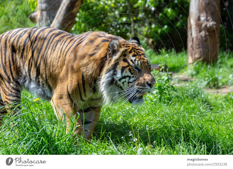 Schleichender Sumatra-Tiger Zoo Tier Urwald Katze Tiergesicht 1 Streifen wild Stark gefährdet Panthera tigris sondaica amur Bengalen groß Raubkatze