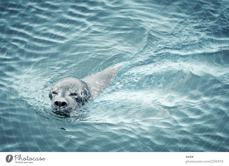 Augen zu und durch Meer Wellen Natur Tier Wasser Wildtier Tiergesicht 1 Schwimmen & Baden Neugier niedlich wild blau Robben Seehund Kopf Wasseroberfläche