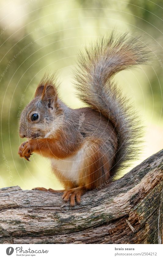 Rotes Eichhörnchen frisst Freizeit & Hobby Bildung Wissenschaften Biologie Umwelt Natur Tier Erde Wald Wildtier 1 ardilla roja Fauna Tiere Säugetier Finnland