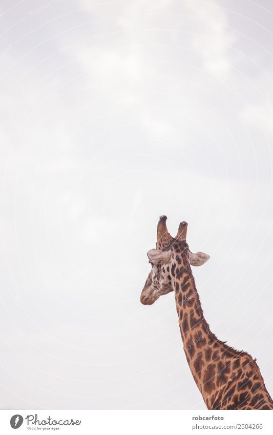 Giraffen in der Masai Mara in Kenia Afrika Ferien & Urlaub & Reisen Tourismus Ausflug Safari Sommer Natur Landschaft Tier Himmel Wärme Gras Park Wiese Herde