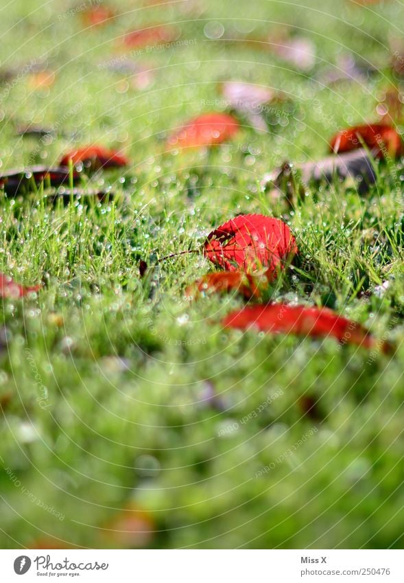früh am Morgen Natur Pflanze Gras Blatt Wiese nass rot Tau Wassertropfen Regen herbstlich Herbstfärbung Farbfoto mehrfarbig Außenaufnahme Nahaufnahme Muster