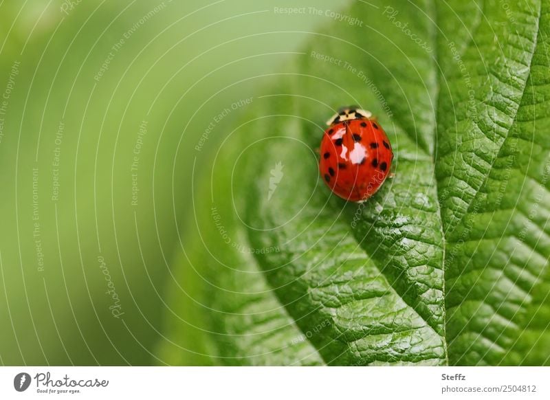 Marienkäfer auf einem grünen Blatt Käfer Glückskäfer krabbeln Glücksbringer Glückssymbol nach oben streben aufwärts Idylle Juni grünes Blatt Blattadern rot