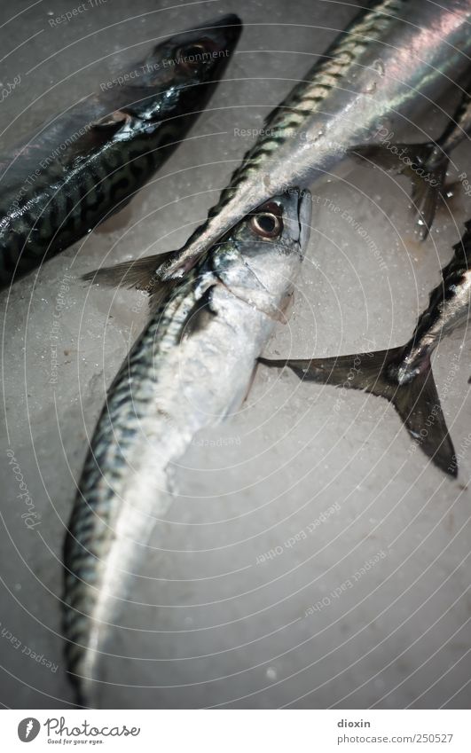 friday again Lebensmittel Fisch Ernährung Fischmarkt Fischereiwirtschaft Tier Totes Tier Makrele Tiergruppe liegen kalt Protein frisch Eis Farbfoto