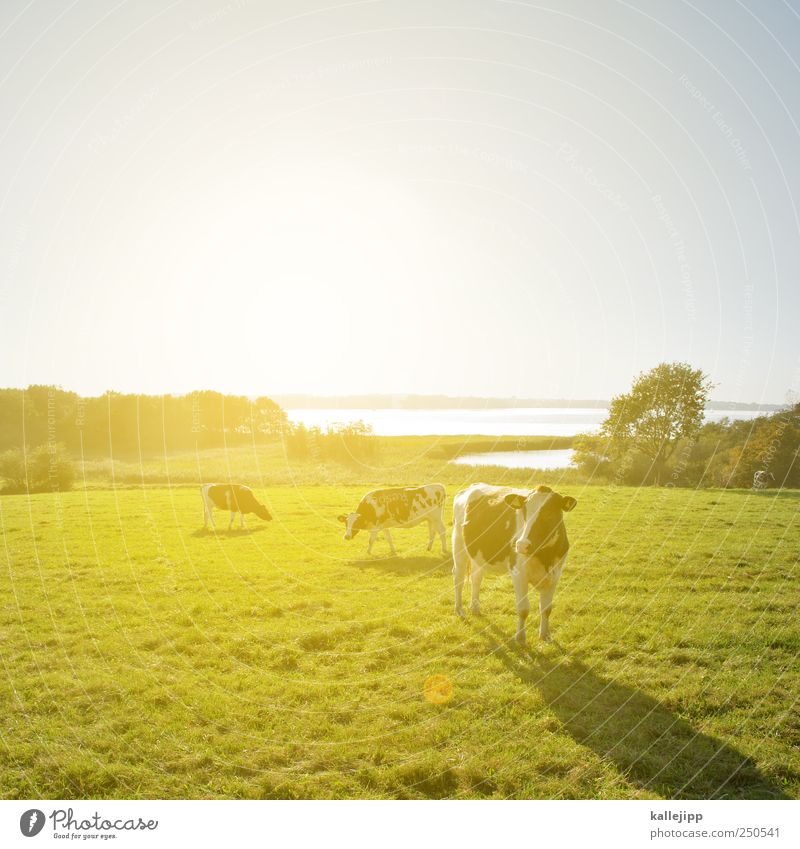 stehen kühe auf meiner landebahn Wirtschaft Landwirtschaft Forstwirtschaft Umwelt Natur Landschaft Pflanze Tier Wolkenloser Himmel Horizont Sonnenaufgang