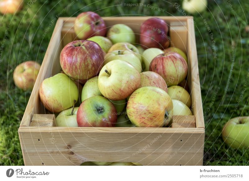Eine Kiste voller frischer Äpfel Frucht Bioprodukte Vegetarische Ernährung Gesunde Ernährung Landwirtschaft Forstwirtschaft Sommer Herbst Gras Garten Kasten