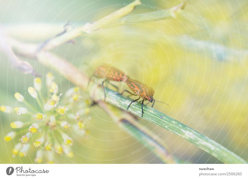 zusammengewachsen Insekt Käfer Sex Natur Außenaufnahme Park Garten Kräuter & Gewürze Pflanze Sommer Leben überlebenstrieb Fortpflanzung Zusammensein Ehe