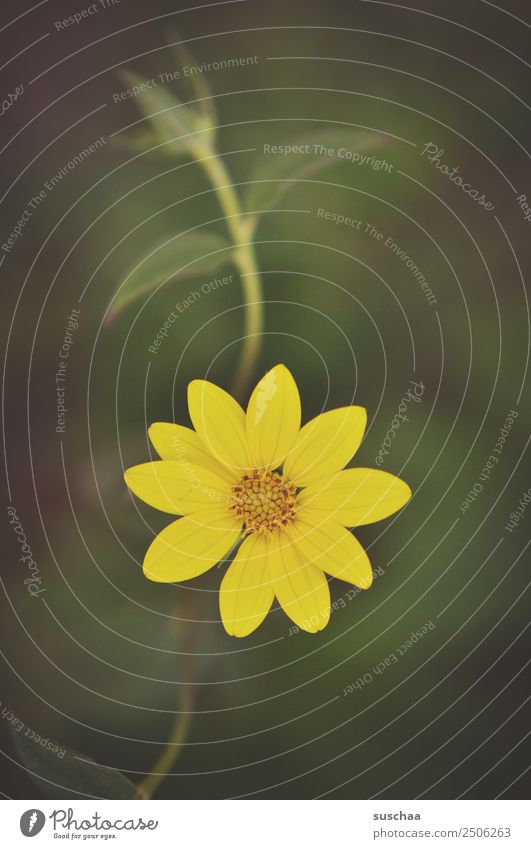 gelbes blümchen Natur Außenaufnahme Sommer Wärme Pflanze Blume Blüte Blütenblatt Garten Park Blühend Farbfoto Menschenleer natürlich Inspiration Geburtstag